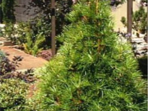 The conifer,  Japanese umbrella-pine (Sciadopitys verticillata)