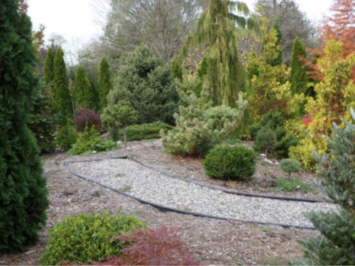A view of the conifer garden's top of berm, in the West end