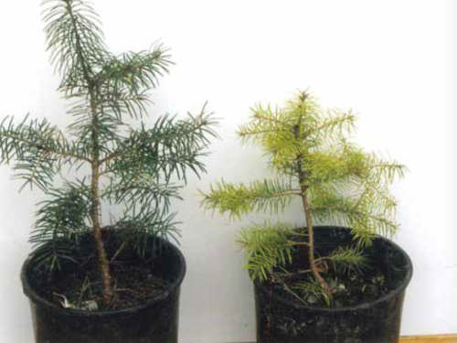 Container-grown Douglas-fir with (left) and without (right) mycorrhizal inoculation. Photo: Mycorrhizal Applications, www.mycorrhizae.com