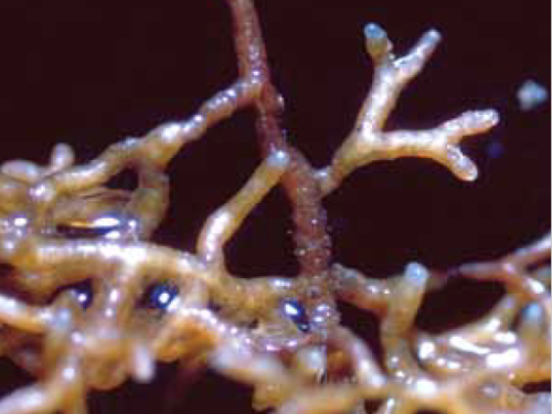 Ectomycorrhizal root tips of red pine showing characteristic two-part split ends (bifurcations). Photo: Robert L. Anderson, USDA Forest Service, Bugwood.org