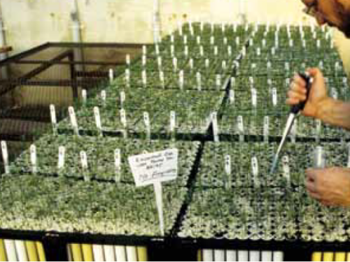 Conifers grown in containers are inoculated with mycorrhizae. Photo: Joseph O’Brien, USDA Forest Service, Bugwood.org