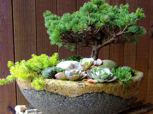 Miniature conifer and succulents in a hypertufa pot. Photo: plantman56.blogspot.com