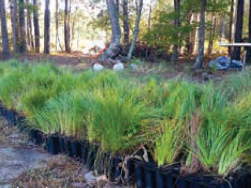 Longleaf pine (Pinus palustris) seedlings ready to be planted with dibble bars