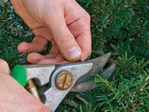 How to lightly trim back the outermost growth using hand pruners or hedge shears