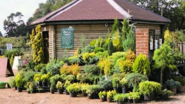 The Bloom Garden Centre, in Bressingham, UK (USDA Zone 9), is a retail garden center in England showing a method of displaying their conifers.