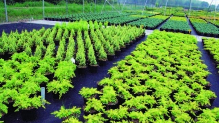 Large wholesale conifer nurseries must limit their range of conifers to produce large numbers of fewer varieties. This one is in The Netherlands (USDA Zone 8a). Specific location unknown.
