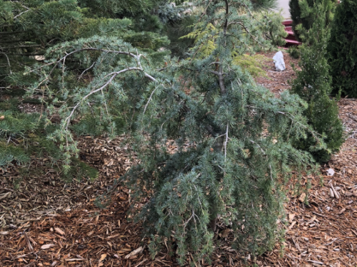 The conifer, Stenocoma Cedar of Lebanon (Cedrus libani var. stenocoma)