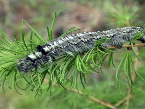 A larvae of the Siberian silk moth (Dendrolimus sibiricus), an invasive conifer pest