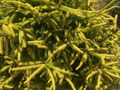 You've already seen blue, now check out yellow! This is the gold-dusted foliage of Picea orientalis 'Skylands'