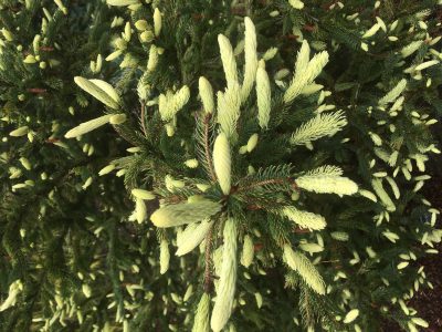 New foliage on Picea glauca 'Mac Gold'