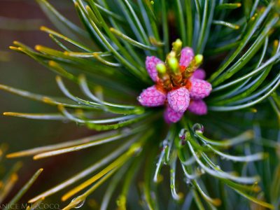 Pollen cones on PInus parviflora 'Cleary'. Photo by Janice LeCocq