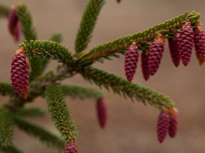 Seed cones on Picea orientalis 'Aureospicata'. Photo by Janice LeCocq