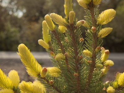 New growth on Picea pungens 'Gebelle's Golden Spring'. Photo by Janice LeCocq