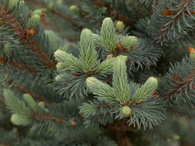 New growth on Picea pungens 'Lucretia'. Photo by Janice LeCocq