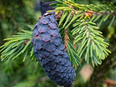 Seed cone on Picea purpurea. Photo by Janice LeCocq
