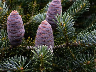 Seed cones on Abies x arnoldiana 'Poulsen'. Photo by Janice LeCocq