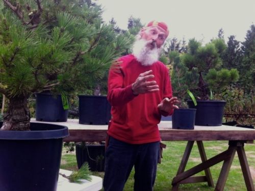 Dave DeWire, the 'Niwaki Whisperer,' listening to his subjects for inspiration before he begins pruning.