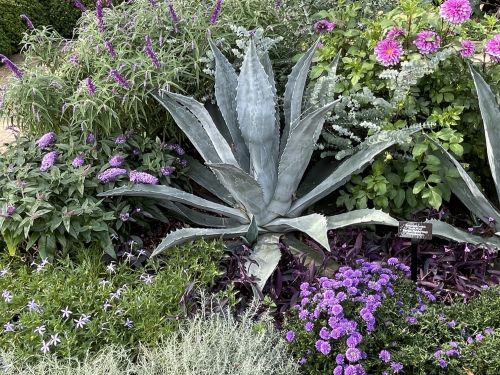 An Agave coexists edgily with Salvia, Buddleia and other herbaceous perennials in the Crescent