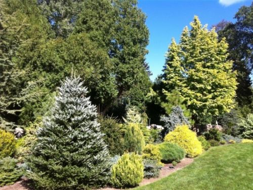 The design of the Bennett garden deliberately alternates conifers of different size, shape, color and texture.