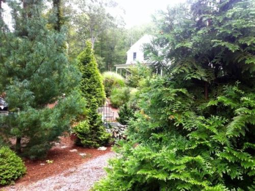 The Albin house is in a clearing in the woods reached by conifer lined paths.