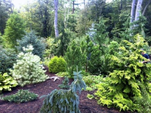 The northern edge of the Bennett garden borders a wildlife sanctuary so the arrangement of conifers is such that the larger specimens blend into the natural forest creating a seamless transition from formal plantings in the foreground to the wild things beyond.