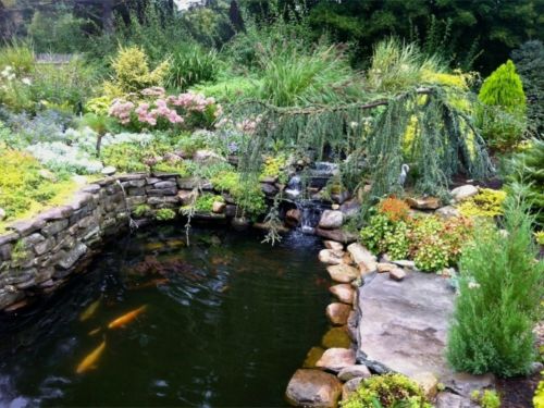 The central water feature of the Anderson garden has a Blue Atlas Cedar that appears to be fishing for carp.