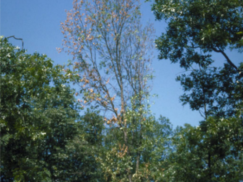 Dead oak leaves from oak wilt disease