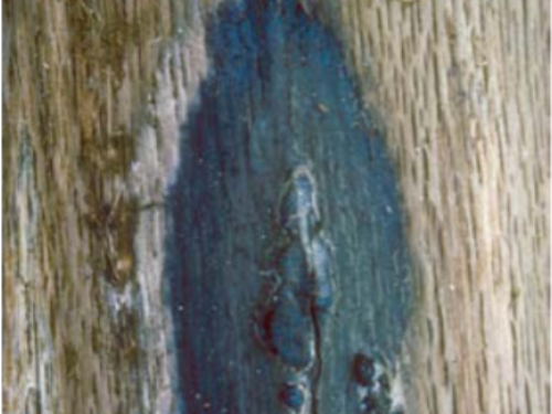 A close up of oak wilt staining