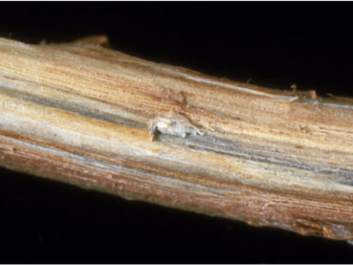 The fungal mat of Ceratocystis fagacearum, a fungal pathogen of oak wilt disease