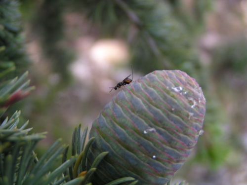 A species of parasitic wasp, Megastigmus schimitschelic, on cedar (Cedrus) cone
