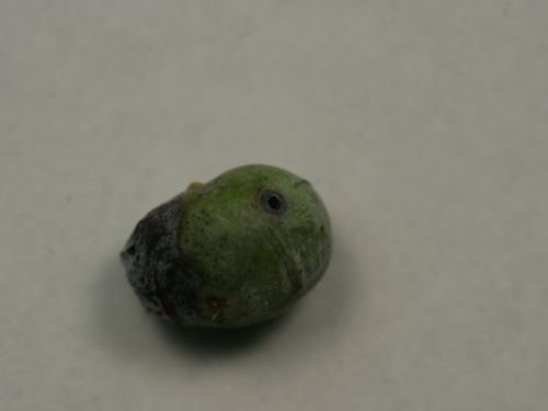 Damage from wasp in cypress (Cupressus) seed