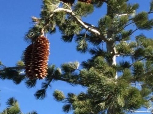 The giant cones of Pinus lambertiana, sugar pine