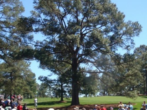 The Pinus taeda known as 'The Eisenhower Tree' at the Augusta National Golf Club during the 2011 Masters Tournament.