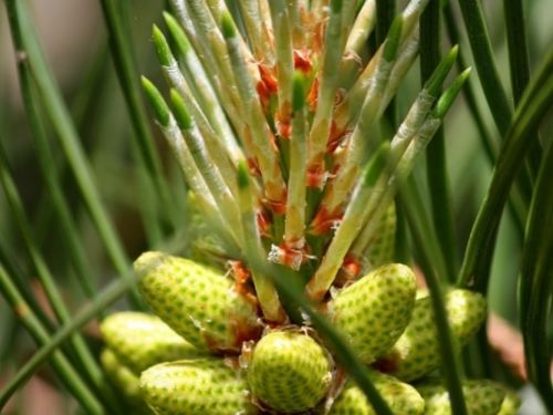 Pinus taeda (Loblolly Pine) pollen cones.