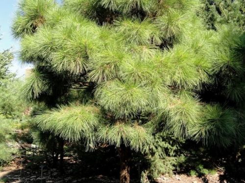 Pinus taeda 'Little Albert' specimen at the J. C. Raulston Arboretum (North Carolina State University), Raleigh, North Carolina.