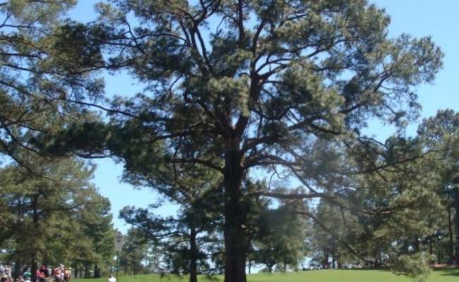 Pinus taeda ‘Eisenhower’?