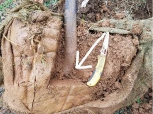 This tree has been grown too deep in the field. The arrow indicates the flare, which is far below the soil level of this balled and burlapped specimen