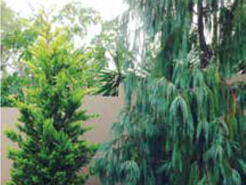 Dan's conifers, Golden Leyland Cypress (Cupressus x leylandii ‘Gold Rider’) and Kashmir Cypress (Cupressus cashmeriana)
