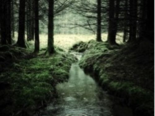 “In anthropology, liminality (from the Latin word līmen, meaning "a threshold"[) is the quality of ambiguity or disorientation that occurs in the middle stage of rituals, when participants no longer hold their pre-ritual status but have not yet begun the transition to the status they will hold when the ritual is complete. During a ritual's liminal stage, participants "stand at the threshold" between their previous way of structuring their identity, time, or community, and a new way, which the ritual establishes”.
In the fall of 2012 I penned my first column as president of the region - a biography of sorts. I wrote, “My first memory of encountering conifers was while hiking the Appalachian Trail with my father when I was 8. While walking through dappled light of oaks and maples we came upon a mysterious dark stand of conifers. A feeling of awe, mystery and fear struck me. At that age, I am sure I could not conjure the word, “majestic”. It was also the unknown into which I stepped when accepting the position, not knowing what to expect. Now as my tenure as president in the region comes to a close, the photo above is symbolic of this time, past and present. These past five years have taken me on a journey with dramatic changes, both in the Society, and even in my personal life. This article marks a liminal space – the place in time or space between the end of one thing and the beginning of another.
I have served under three national presidents and any number of regional board members – if my memory serves correctly, there are all new regional members on the board as well. As mentioned in other columns there is a renewed energy to address the value provided to our membership (surveys), to make changes to bring us up to date (website), and to keep things fresh (the new CQ format), all to the good as I have seen how we can get stuck in our ways.
You will read this a couple of months before our 2017 convention which looks to be one of the best to date. Thank you, Jerry, Elmer, and Suzanne, for tackling convention planning, and taking on a Conifer College - a chance to educate and explore new avenues to engage the membership. This is indeed a group journey.
From a small organization of horticultural professionals, to the current all-encompassing assemblage of hobbyists, collectors, and professionals alike - to the more recent emphasis on education, being more forward facing – social media, and conservation, our scope continues to expand, and transform. I realize change may upset some, but to me the most vital objective is the continued growth and success of the Society. I hope that we soon introduce a new regional president, as we should have someone elected by the summer board meeting. If anyone has interest in sitting in on the board meeting please reach out.
I look forward to entering the stand of trees on the other side of the clearing. Thank you all for allowing me to serve you these past five years.