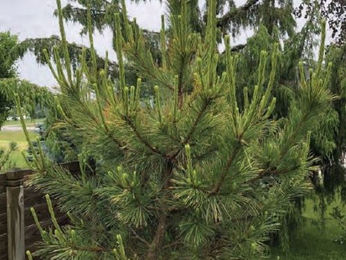 The conifer, Pinus densiflora ‘Aurea’ (Golden Japanese red pine)