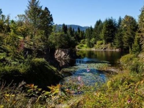 The 2017 Jean Iseli Memorial Grant has been awarded to Quarryhill Botanical Garden in Glen Ellen, California. Founded in 1987, Quarryhill has grown into a world-renowned botanical institution, providing other botanical gardens, arboreta, researchers, conservationists, students, and the visiting public with living examples of the beautiful and threatened temperate flora of East Asia. The 25-acre garden continues to thrive and expand with the help of staff, volunteers and members.
Quarryhill became an ACS Reference Garden in 2013, and has hosted the ACS at both the western regional meeting in 2012 and the national meeting in 2015. The Garden supports the educational efforts of the ACS by hosting member talks and tours focusing on conifers. Quarryhill has won numerous awards of merit, as has its executive director, Bill McNamara, who has been at the Garden since its founding.
The grant will be used to develop a brochure and a self-guided walking tour of the Garden's conifer collection. The collection is centered in the Pinetum, but there are striking specimens throughout the grounds. In addition to conifers,oaks, maples, magnolias, dogwoods, lilies and roses are particularly well-represented in the garden, and increased efforts have been made to focus on rare and endangered species from China and Japan. Today, Quarryhill is home to one of the largest collections of scientifically documented, wild-source Asian plants in North America and Europe, many of which represent ancestors of horticultural favorites found throughout the western world.
As befits a garden with many conifers and other woody plants, Quarryhill is beautiful year-round and has some of the best fall color in Northern California. The conifers' deep green and blue foliage contrasts strikingly with the fiery autumn hues of the deciduous specimens. Thus, it is never a bad time of year to visit!
Congratulations to the Garden and to Bill McNamara!