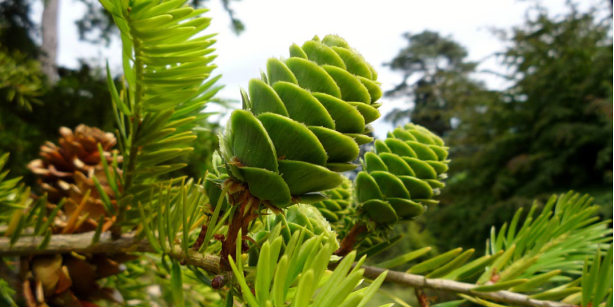 Rare Conifers and Evergreen Trees | American Conifer Society