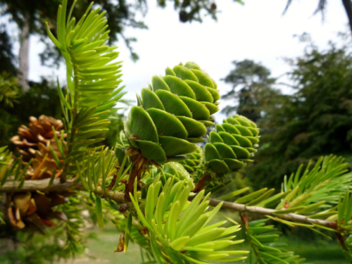 The rare conifer, David's keteleeria (Keteleeria davidiana), an evergreen from Taiwan and Southeast China