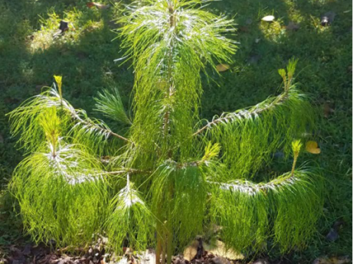 The rare evergreen, Lumholtz's pine (Pinus lumholtzii), a conifer from Mexico