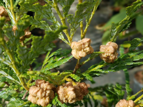 The exotic conifer, Fujian cypress (Chamaecyparis hodginsii) from China and Vietnam