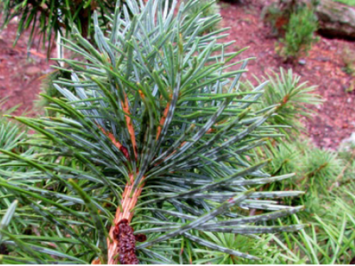 The conifer, Cathay silver fir (Cathaya argyrophylla) from China, showing the abaxial side of the leaf