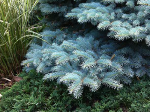 The conifer, Colorado blue spruce (Picea pungens ‘Globosa’) complemented by variegated silver grass (Miscanthus sinensis ‘Variegatus’) and creeping juniper (Juniperus horizontalis ‘Wiltonii’)