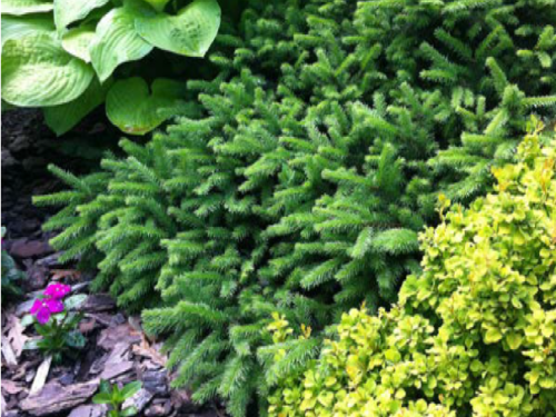 The conifer, ‘Pumila Nigra’ Norway spruce (Picea abies ‘Pumila Nigra’) nestled between Golden Nugget Japanese barberry (Berberis thunbergii ‘Monlers’), and Plantain Lily (Hosta ‘Dancing Queen’)