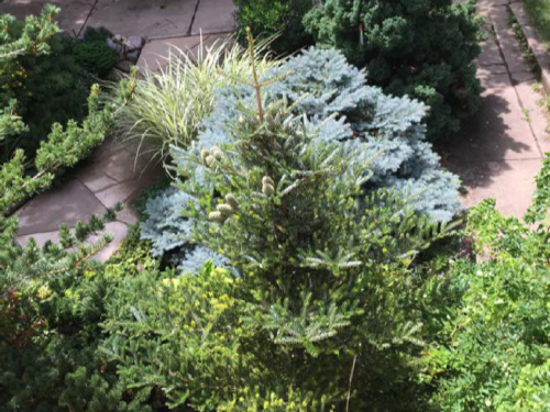 A Korean fir (Abies koreana ‘Horstmann’s Silberlocke’), Colorado blue spruce (Picea pungens ‘Globosa’), and an unidentified conifer at the sidewalk