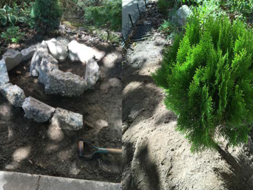 Part 1 of the dwarf/miniature conifer bed-making
